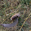 IMG_20210519_105112822.jpg